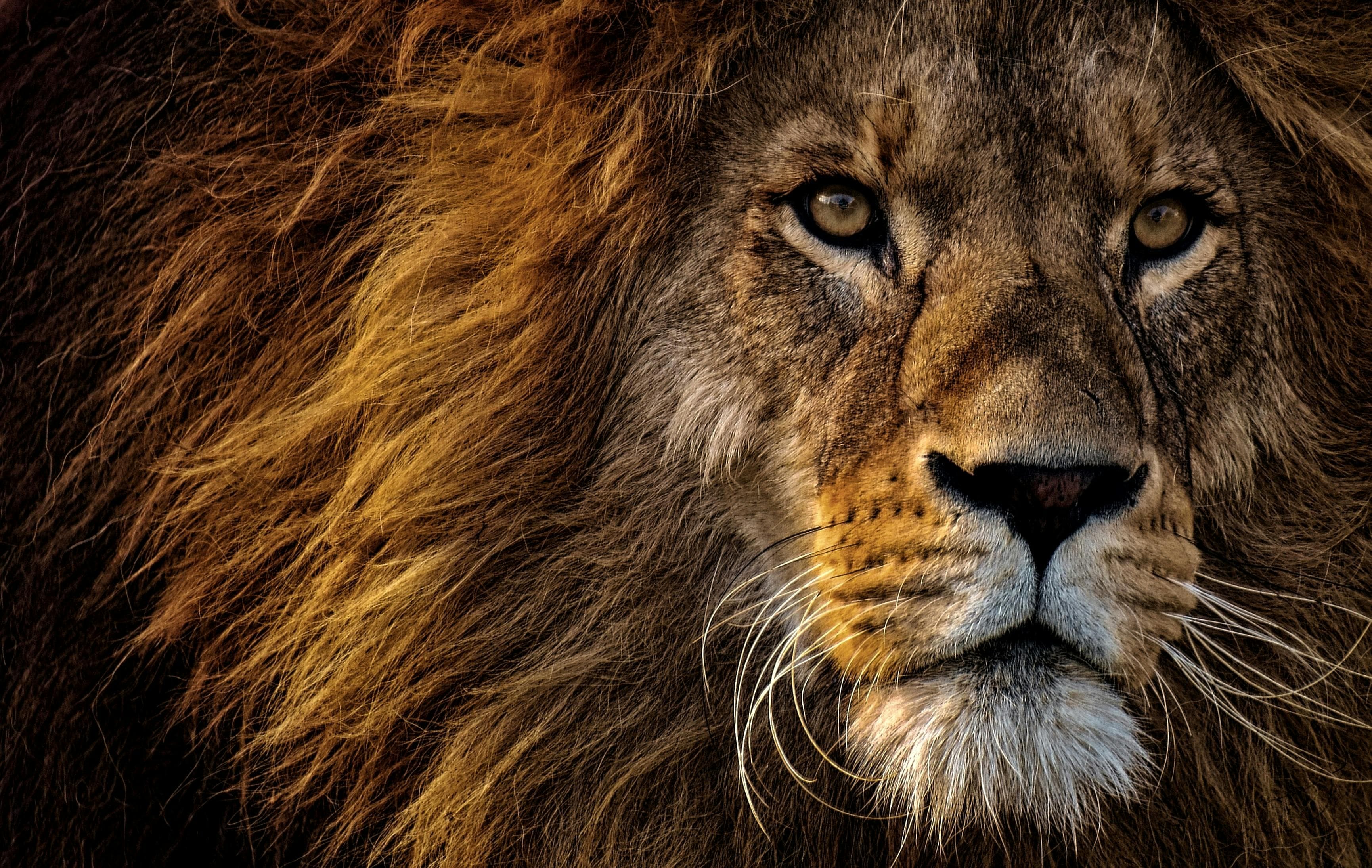 Spot the Asiatic Lion in Gujarat