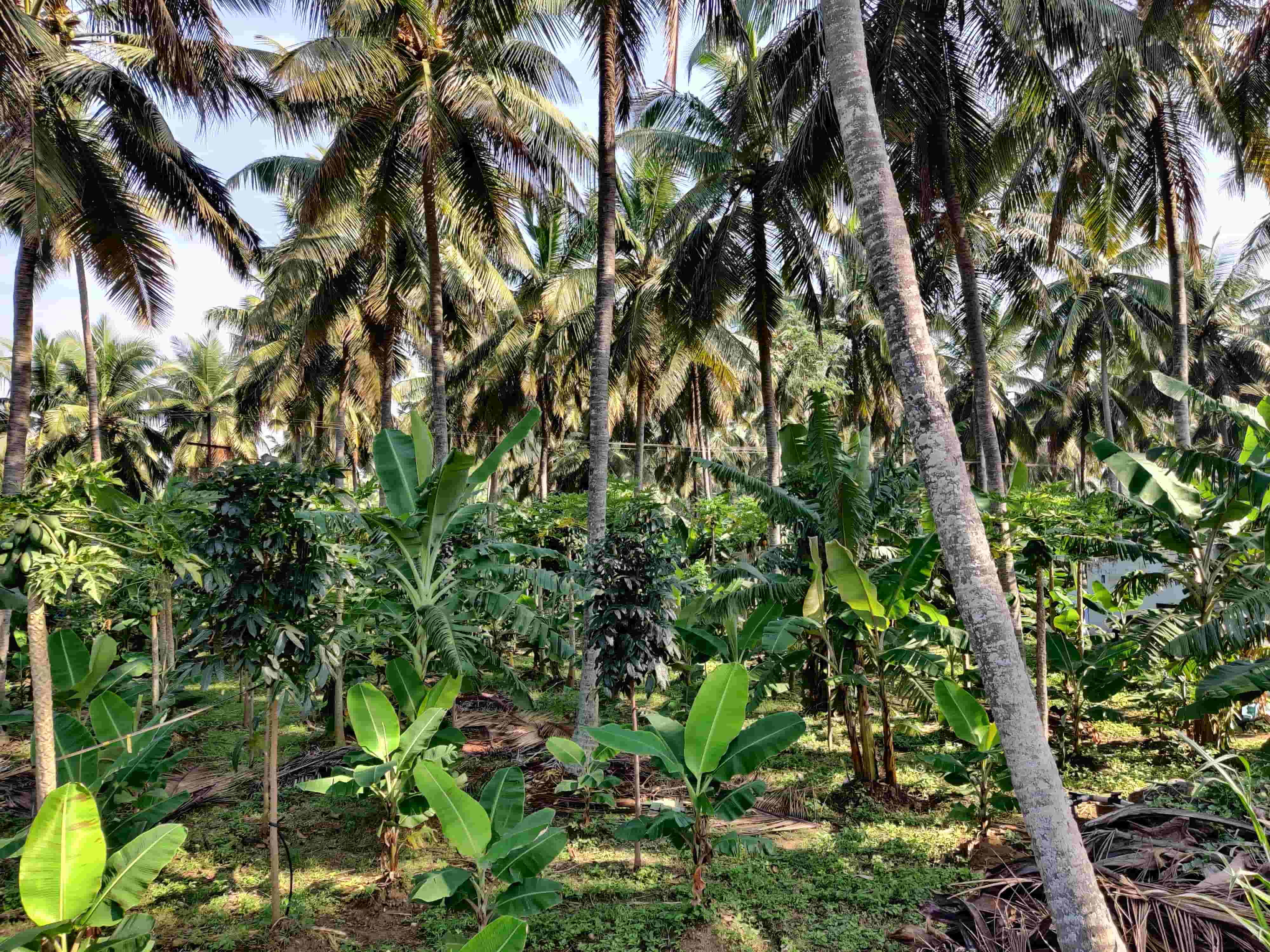 Sustainable Farming