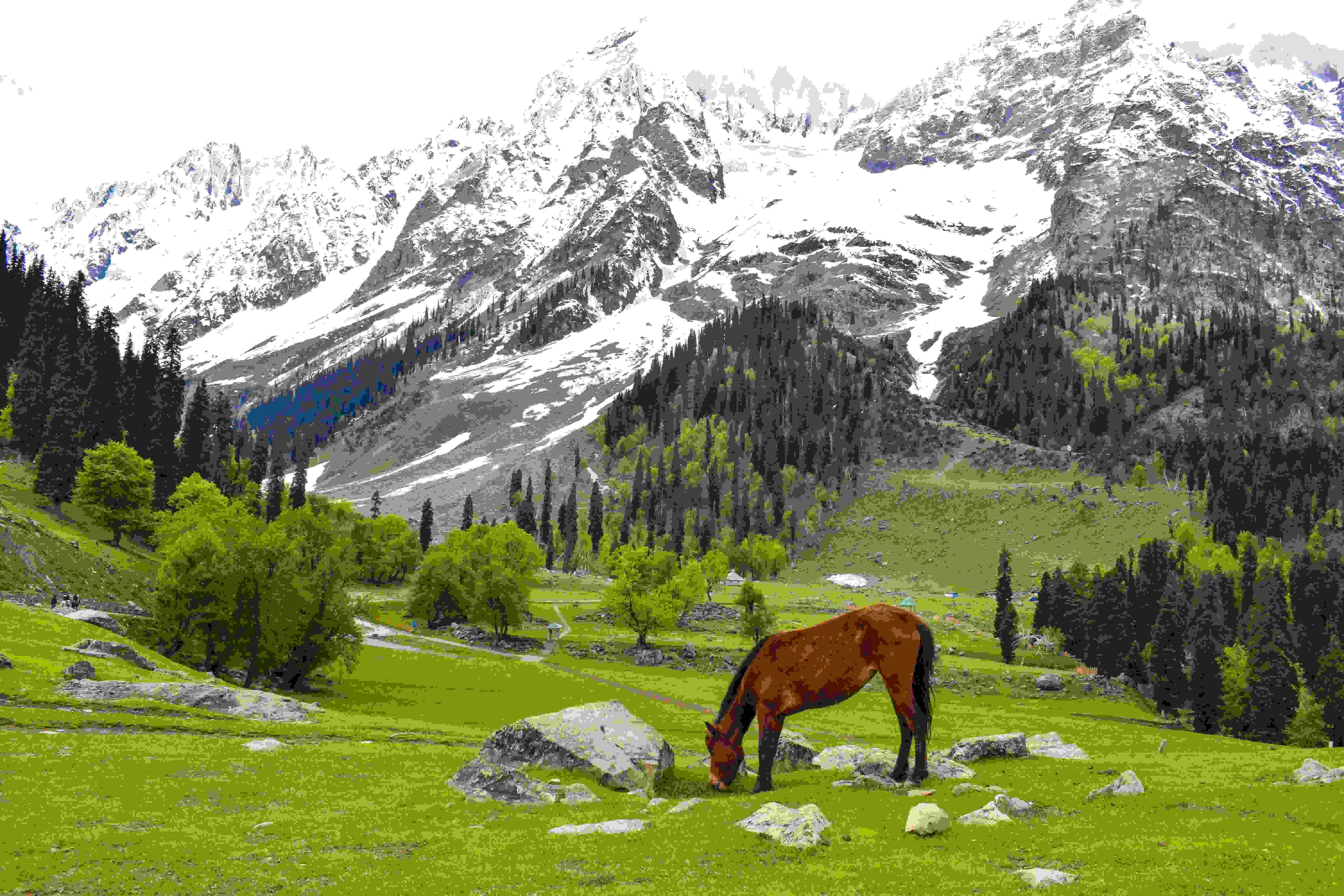 KASHMIR - 10D/9N - Meadows, Myths & Mountain Tea