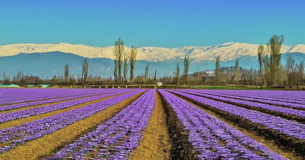 Yousmarg to Srinagar – Meadows, Markets & Memory