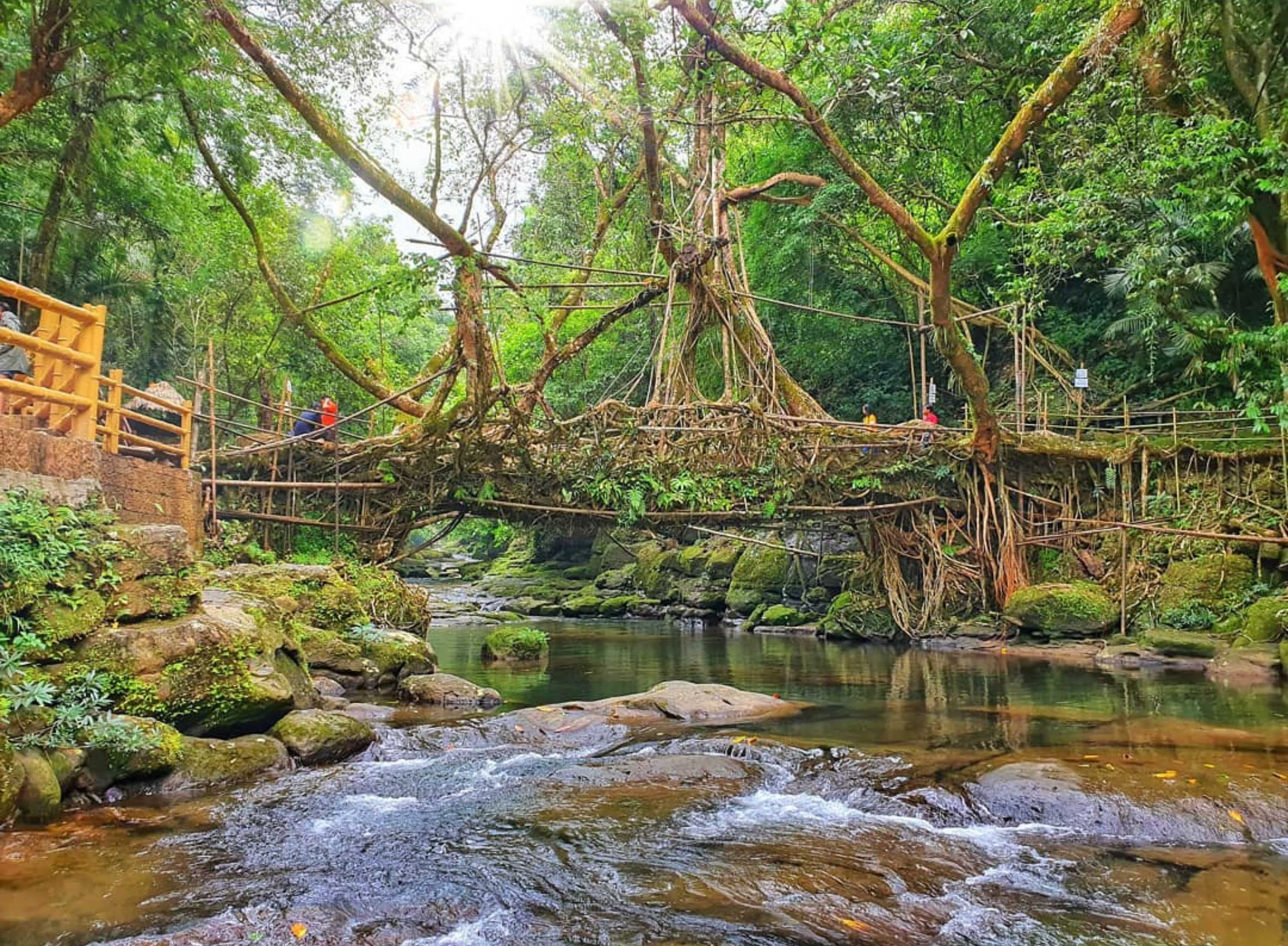 DOUBLE DECKER ROOTS BRIDGE – WHERE NATURE BREATHES WITH YOU