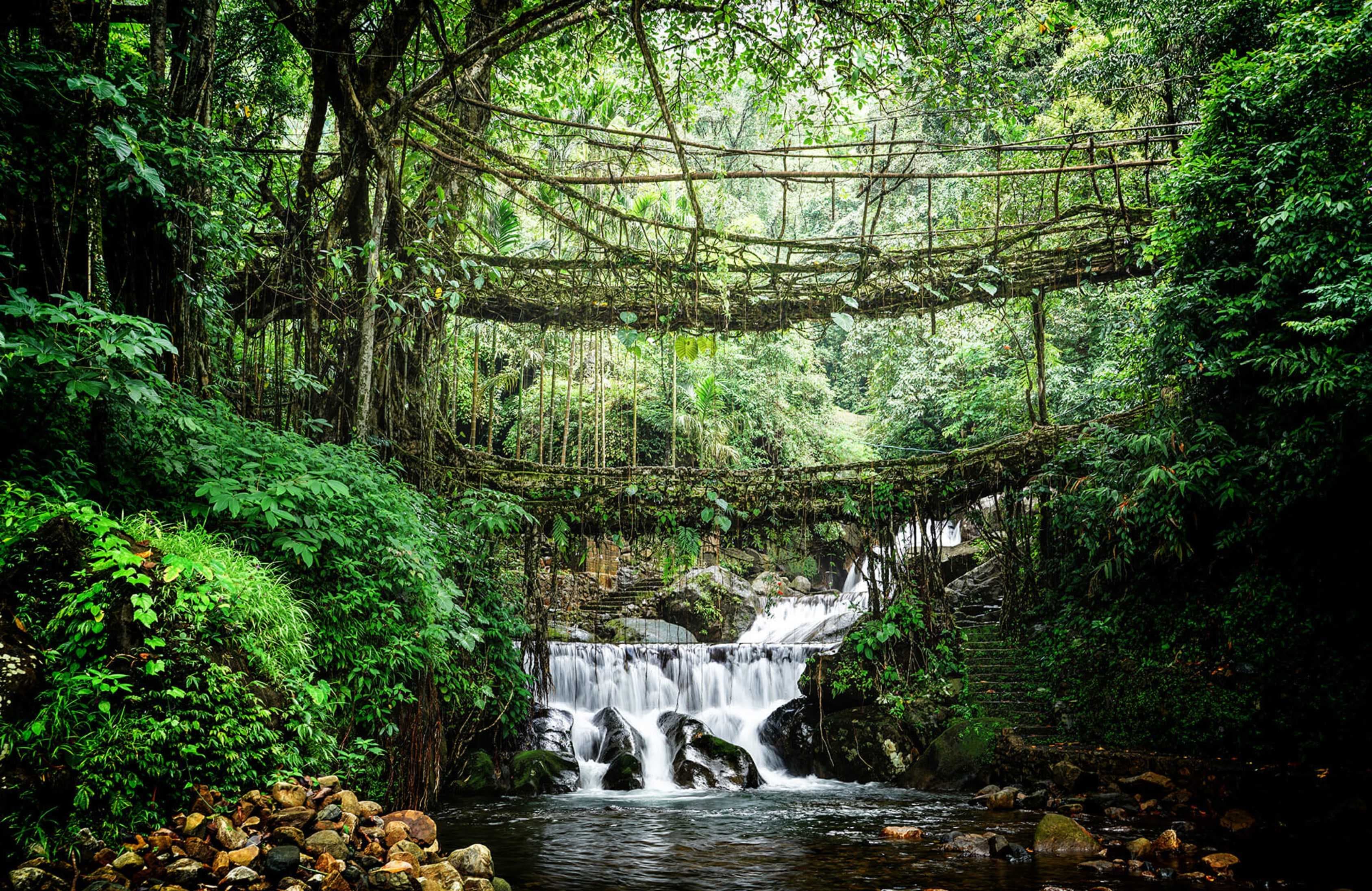 DOUBLE DECKER ROOT BRIDGE – NATURE’S LIVING MARVEL