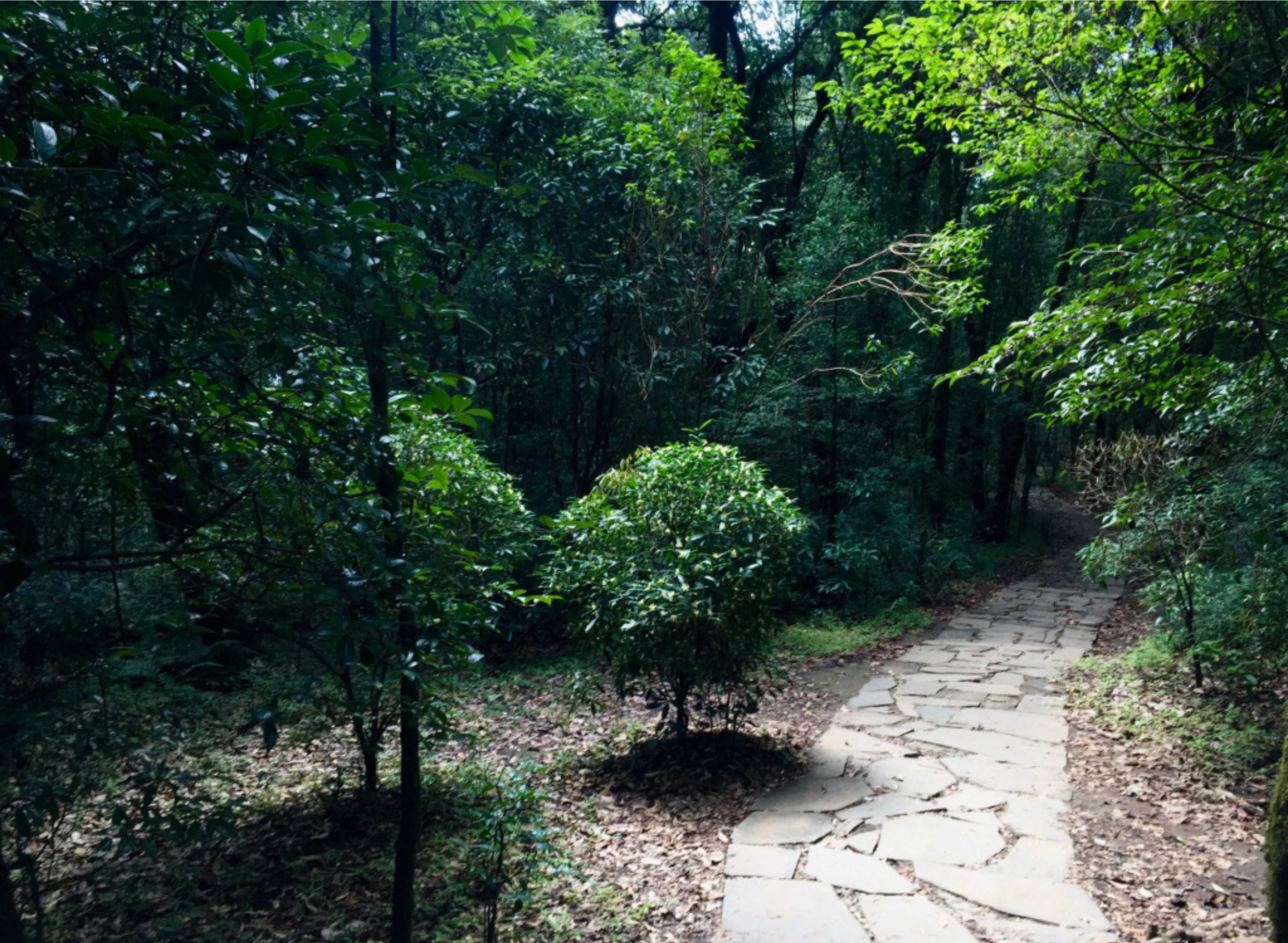 SHILLONG – CULTURE, FORESTS & FLAVORS