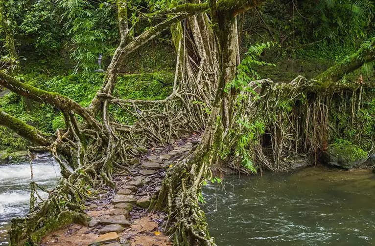 Root Bridges, Caves & Waterlight