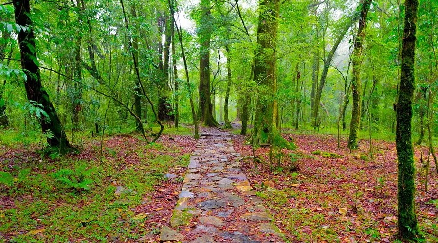 Sacred Forests, Museums & Street Flavours