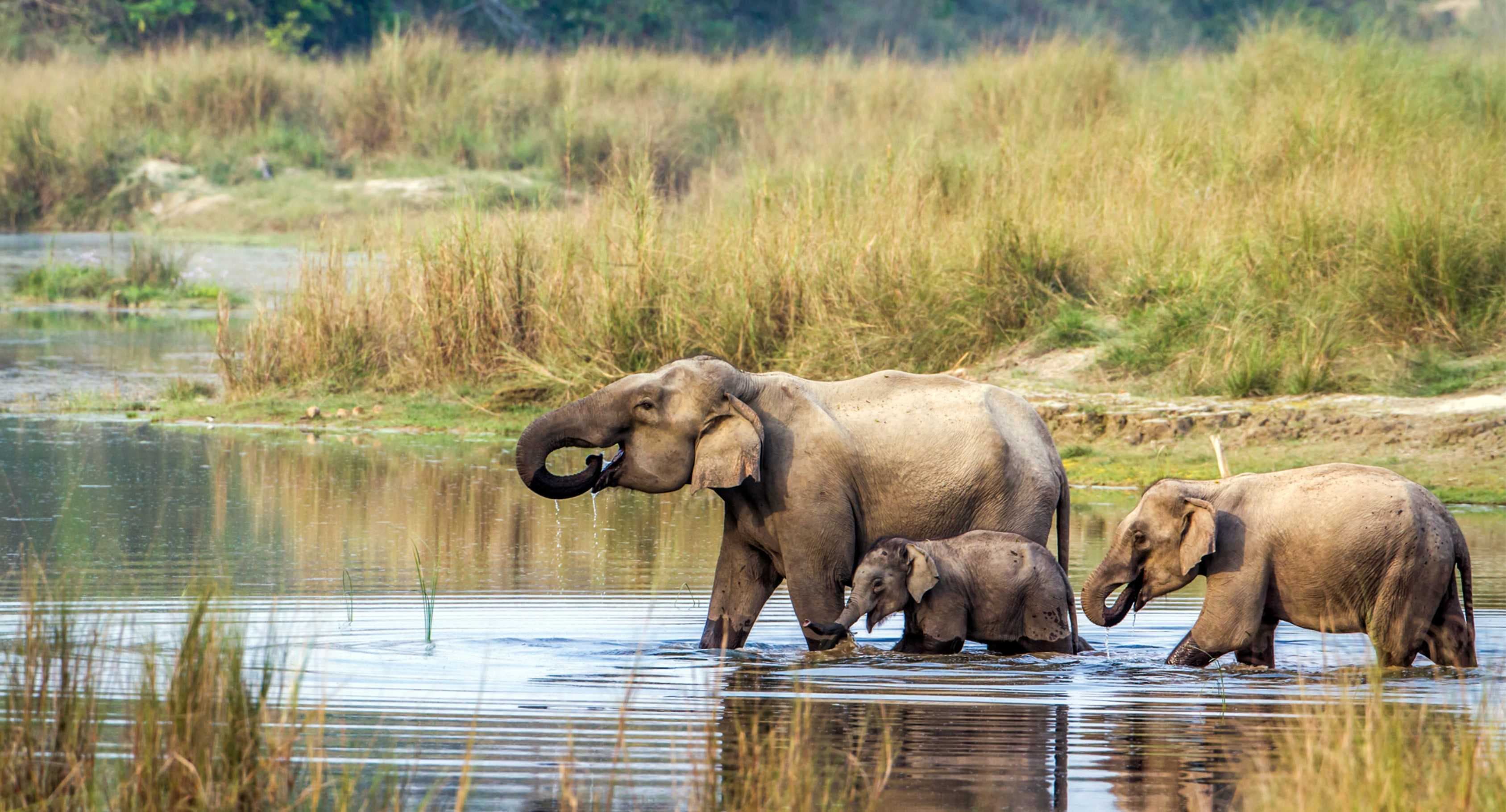 JUNGLE SAFARI & CANOEING ON THE RAPTI RIVER